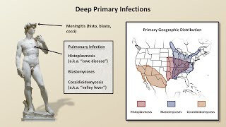 An Overview of Fungal Infections Fungal Infections  Lesson 2 [upl. by Bonne738]