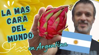 ¿NO TE DA FRUTO LA PITAHAYA MIRÁ ESTE VIDEO [upl. by Lethia443]