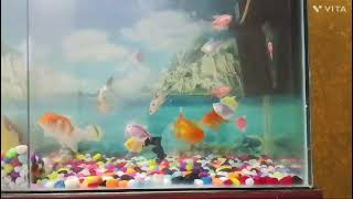 Goldfish🐠 Widow tetra🐟Koi carp🐬 community tank video [upl. by Ripp]