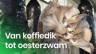 Hoe kweek je oesterzwammen op koffiedik  Topnieuw [upl. by Noired]