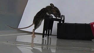 Mousetrap in Slow Motion  Kness TipTrap Humane Mousetrap [upl. by Grizel]