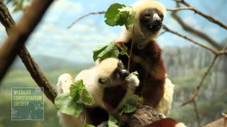 Baby Sifaka Lemur at the Wildlife Conservation Society Bronx Zoo [upl. by Nate]