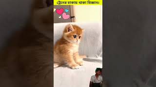 Trener chakay thank biggan 😱😨😰 facts shorts video shortsfeed viralshorts trending subscribe [upl. by Rosalia]