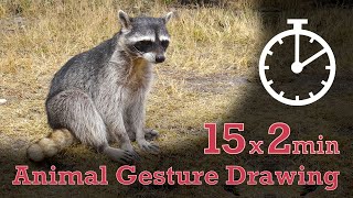 Animal Drawing References 160  15x2min poses  Raccoon [upl. by Lagasse866]