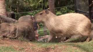 Coatis amp Capybara  Environmental Enrichment [upl. by Subak]