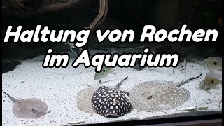 Haltung von Rochen im Aquarium Potamotrygon [upl. by Burleigh]