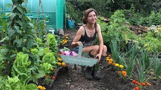 July Allotment Tour amp Harvest 2019  Homegrown Garden [upl. by Nodroj23]