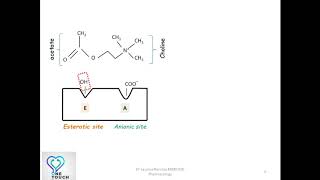 Metabolism of Acetylcholine Mechanism of action of Cholinesterase explained in 4 minutes [upl. by Semela]