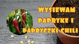 Jak wysiewam paprykę oraz papryczki chili kilku odmian ogród papryka chili [upl. by Lebatsirc]