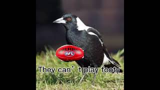 Good facts about magpies [upl. by Starkey]