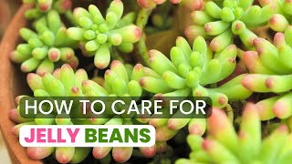 BEST TIPS  HOW TO GROW AND CARE FOR JELLY BEAN PLANT  SEDUM RUBROTINCTUM [upl. by Nirahs592]