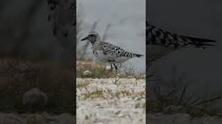 Blackbellied Plover hangs out by the shore [upl. by Htebazie888]