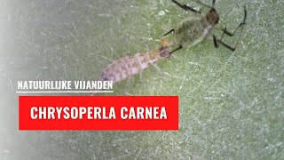 Chrysoperla carnea larve valt bladluizen aan  Natuurlijke vijand [upl. by Moser]