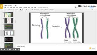 Sister Chromatids vs Homologous Chromosomes [upl. by Diver]