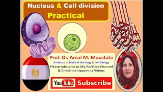 Practical for Nucleus amp cell division Dr Amal Mohamed Moustafa [upl. by Ognimod]