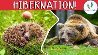 Learn about Animals that Hibernate and What Animals do in Winter for Kids [upl. by Zacharias]