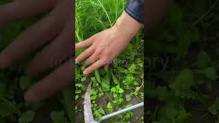 Fennel needs to be rooted in winter so it is time to harvest it now [upl. by Remsen]