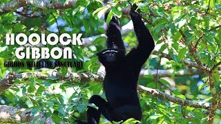 GIBBON CALL  A HOOLOCK FAMILY SINGING CHORUS [upl. by Derdlim821]