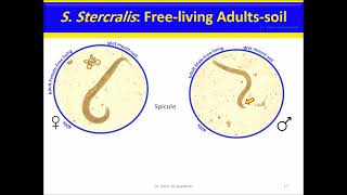 Strongyloides stercoralis Nematodes [upl. by Silyhp]