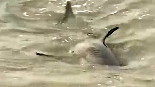 Santa Cruz Surfers Ignore Shark Warning [upl. by Siletotsira44]