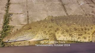 Yamoussoukro lake of crocodiles [upl. by Ogu]