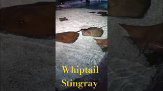 Whiptail Stingray [upl. by Iaw]