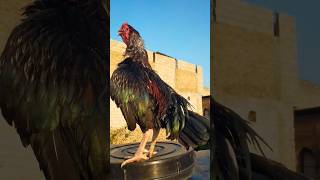 The Stunning Lakha Aseel Rooster Natures Masterpiece [upl. by Hoisch]