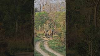 rode block Asian elephant Jim corbett [upl. by Elleniad869]