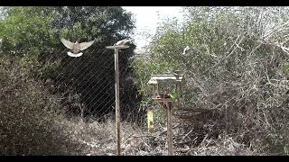 Birds feeding at Playa Flamenca Spain 17th Feb 2024 [upl. by Loferski]