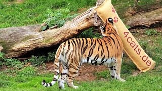 how tigers react to catnip amp valerian  the 4cats enrichment for big cats in zoos [upl. by Vizzone]