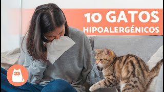 10 RAZAS de GATOS para ALÉRGICOS 🐱✅ Gatos Hipoalergénicos [upl. by Hartmann]