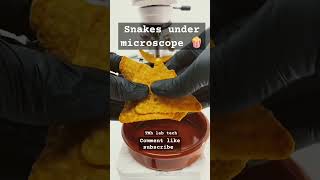 Snacks🍿 under microscope 🔬 Shocking 😳 results 💯 science lab laboratory scienceclass foryou [upl. by Aivonas]