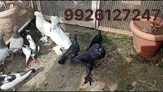 jacobinpowderhangeriyan All fancy pigeons Guddu Fancy Pigeon Farm Bilaspur Chhattisgarh [upl. by Sinnaiy]