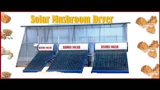 Solar Dryer I Solar Mushroom Dryer [upl. by Ayk947]