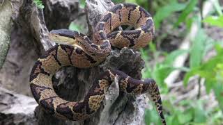 Facts About Bushmaster Snake [upl. by Aicertap]