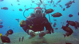 الغوص في اجمل بحار العالم البحر الاحمر جدة  السعودية Diving in the Red Sea Jeddah  Saudi Arabia [upl. by Oilerua]