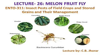 ENTO311 Lecture 26 Melon Fruit Fly [upl. by Quint]