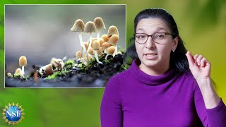 Cordyceps amp Fungi Explained [upl. by Tennaj716]