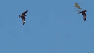 Spectaculaire baltsvlucht van de Rode wouw  Spectacular court flight of the Red kite 4K [upl. by Sille452]