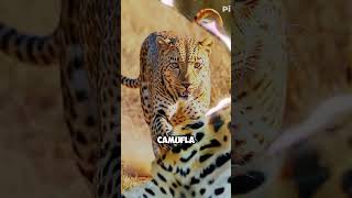 quotA Força Surpreendente dos Leopardos animals natureza mundoselvagem [upl. by Kcirddes941]