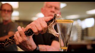 🐍 MASSIVE Venom Extraction 🐍 [upl. by Htrow]