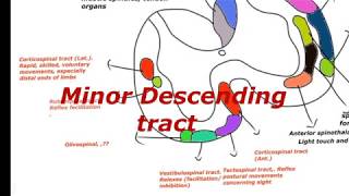 Reticulaospinal  vestibulospinal tectospinal rubrospinal descending autonomous fibers [upl. by Jabez792]