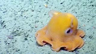 Shy Octopus Hides Inside Its Own Tentacles  Nautilus Live [upl. by Dick]