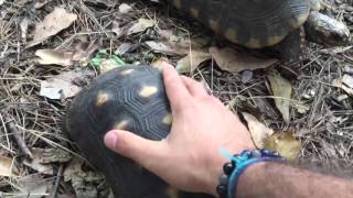 RedFooted Tortoises The Herd [upl. by Stine]