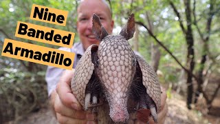 Nine Banded Armadillo Dasypus novemcinctusis 9 Banded Armadillo in Florida [upl. by Christophe959]