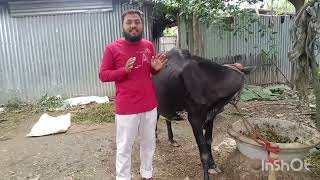 bovine papilloma amp warts massha saifuddin contact number 8145442087 [upl. by Eelram950]