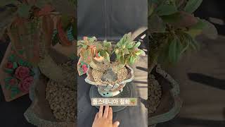 돌스테니아 철화 Dorstenia아프리카식물 구근식물 succulent succlents caudex plants [upl. by Saphra]