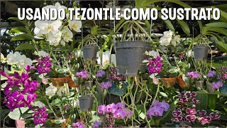 El mejor sustrato para tus Orquídeas tezontle o cascajo [upl. by Dori]