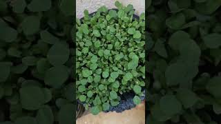 Blood boost karne ka powerhouse saag apne ghar mai ugaya maine gardenfresh vegetableyoutubeshorts [upl. by Atenek]