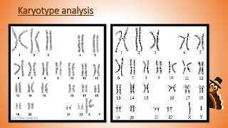 Karyotype Analysis [upl. by Ahk]